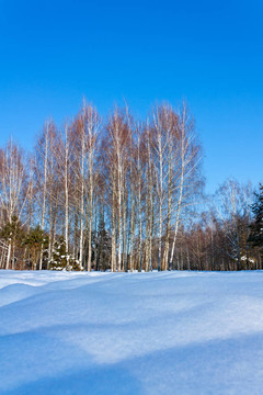 美麗的冬景雪和白樺樹