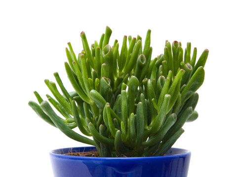 管狀葉多汁青植物；在深藍色的鍋；白色隔離