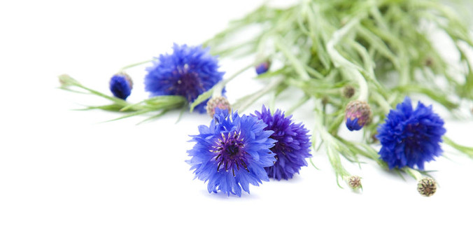 束矢車菊（矢車菊；學(xué)士按鈕；青蠅；Boutonniere flower；hurtsickle）；在白