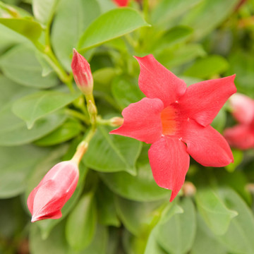 花鮮紅色的Mandevilla（Dipladenia）