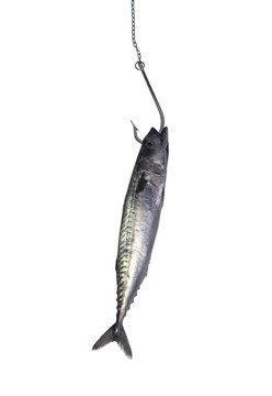 上鉤的魚