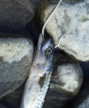 上鉤的魚
