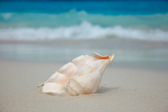 海灘上的貝殼。