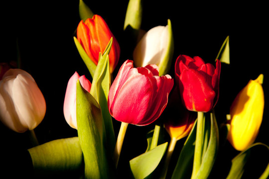 束tulipson
