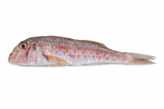 紅鯔魚。