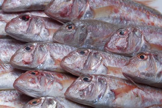 紅鯔魚。