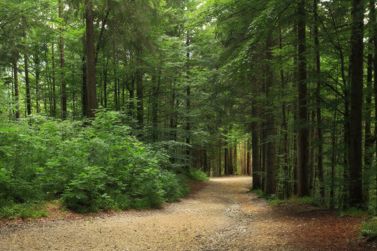 德国绿色森林。
