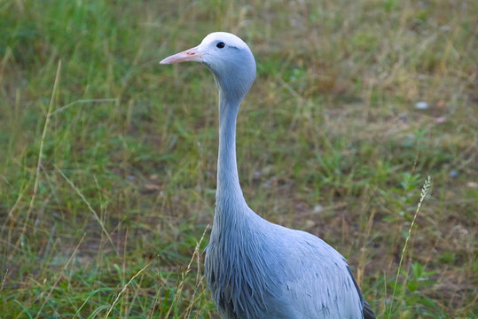 藍(lán)鶴鳥近