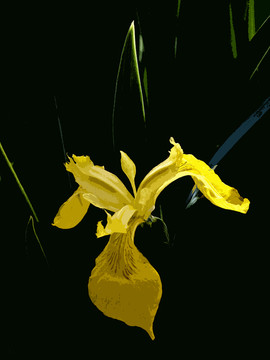 菖蒲 木刻
