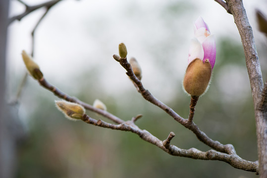 玉蘭花苞