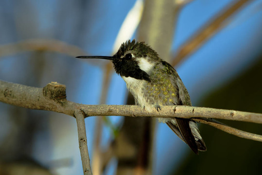 Costas蜂鳥棲息