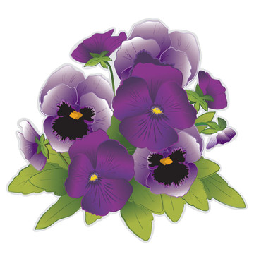 薰衣草紫色的Pansy Flowers