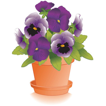 薰衣草紫色的紫羅蘭；Flowerpot；