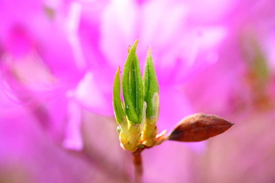 Azalea的花蕾