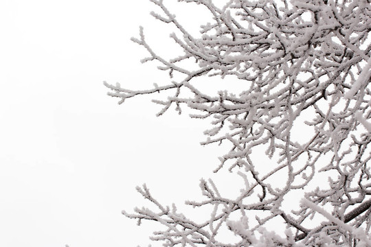 雪在樹枝上