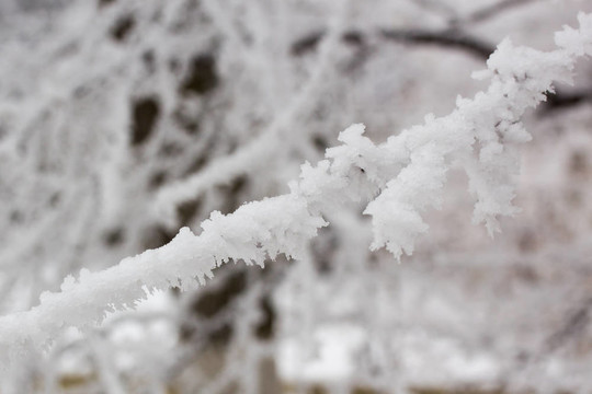 雪在樹(shù)枝上