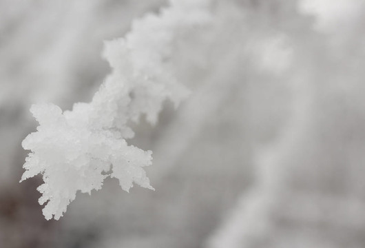 雪在樹枝上