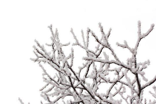 雪在樹枝上