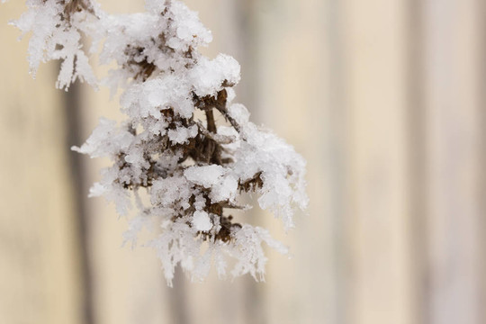 雪在樹枝上