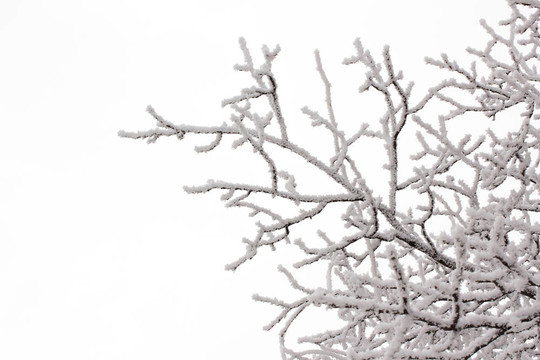 雪在樹枝上