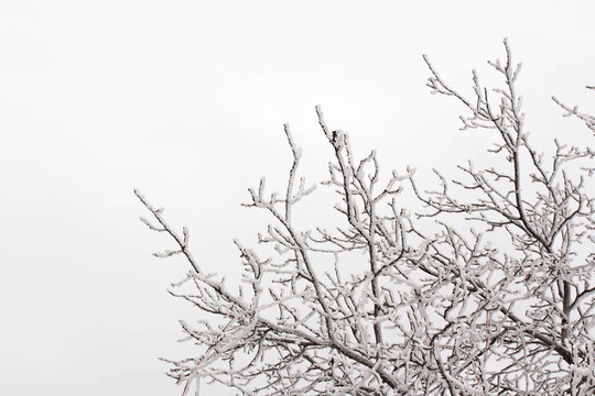 雪在樹枝上