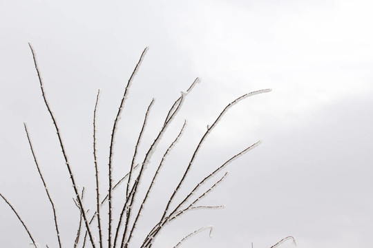 雪在樹枝上