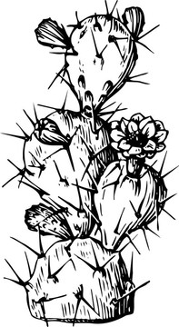 仙人掌