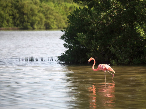 美洲紅鸛（Phoenicopterus ruber）
