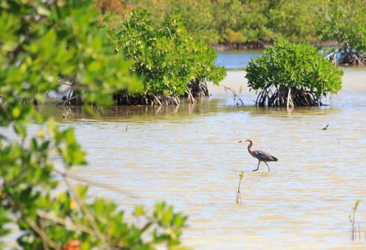 大藍鷺（Ardea herodias）