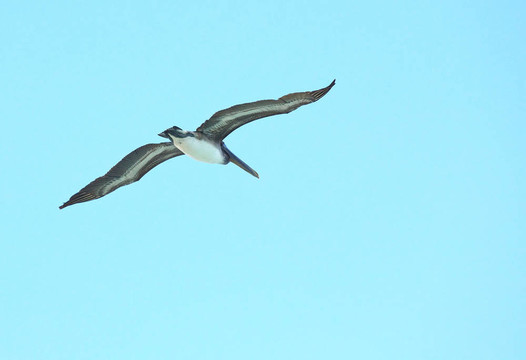 Brown Pelican（Pelecanus occidentalis）在天空中飛翔。