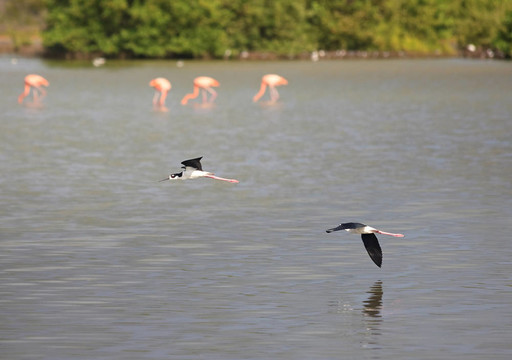 Pied Stilt（黑翅長腳鷸）