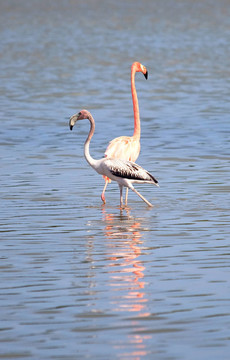 美洲紅鸛（Phoenicopterus ruber）
