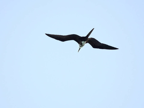 提升軍艦鳥(niǎo)（Fregata Aquila）