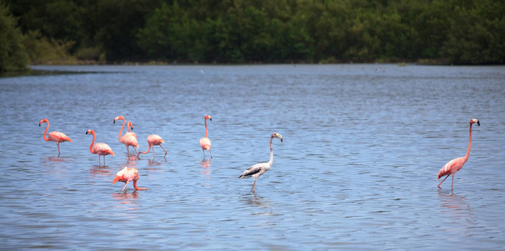 美洲紅鸛（Phoenicopterus ruber）