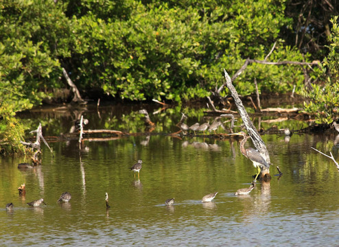 大藍(lán)鷺（Ardea herodias）