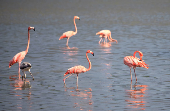 美洲紅鸛（Phoenicopterus ruber）