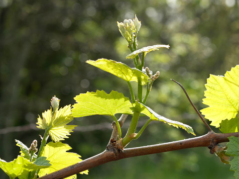 wineyard春天