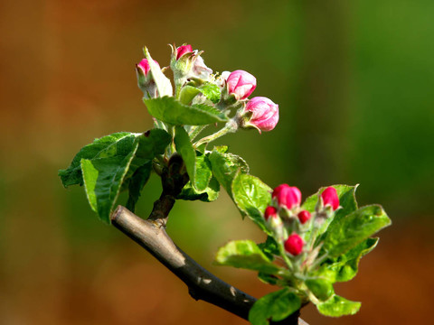 蘋(píng)果花