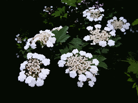 小花 木刻