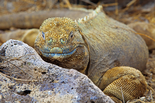 Galapagos土地鬣蜥
