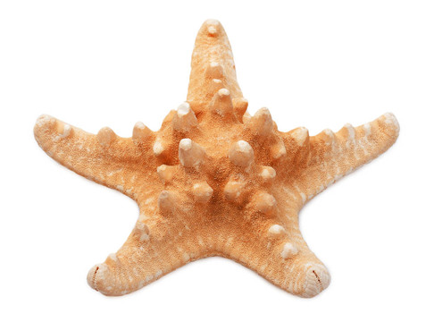 白色大海星