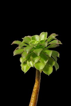 外來植物科