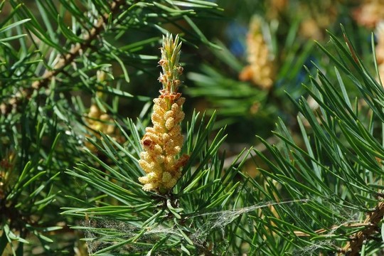 開(kāi)花的松樹(shù)