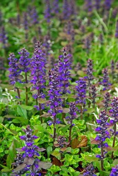 開(kāi)花山草甸