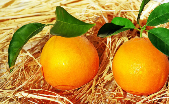 兩個(gè)橘子果實(shí)和葉子