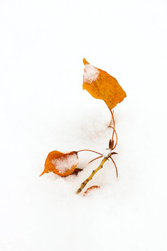 褐色落葉凋落在雪中