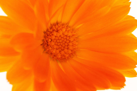 黃菊花