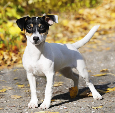 Jack Russell梗戶外