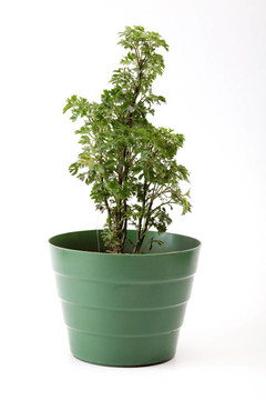 potplant