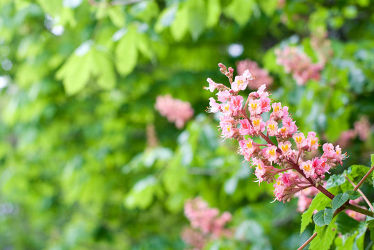 紅花七葉樹